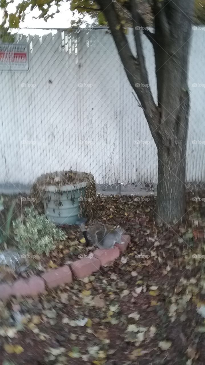 squirrel, gray squirrel, brick, garden, West Brighton