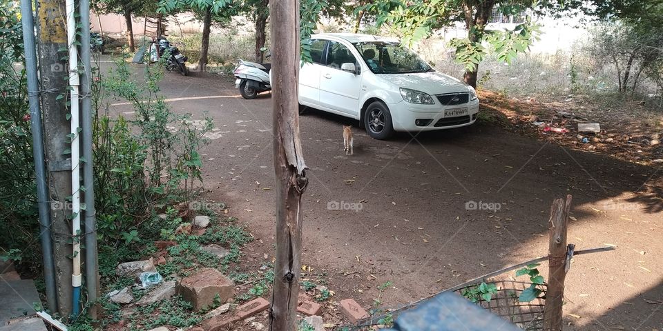 Car parked in the shade of trees