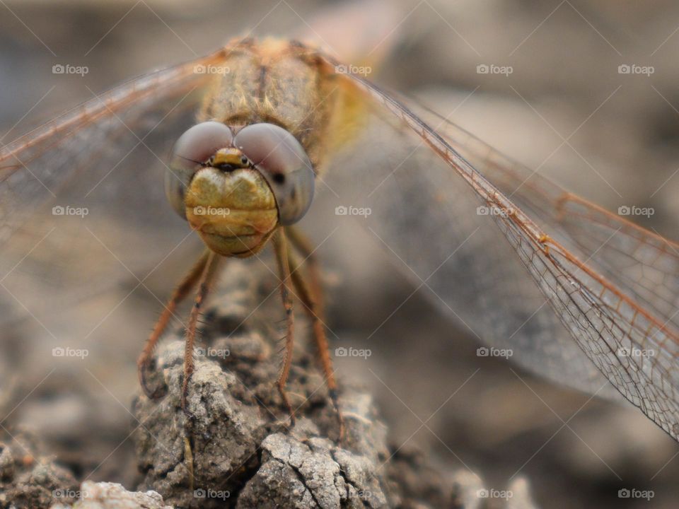 Dragonfly sitting on the ground 