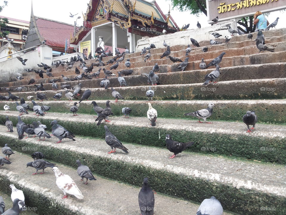 many bird in the temple