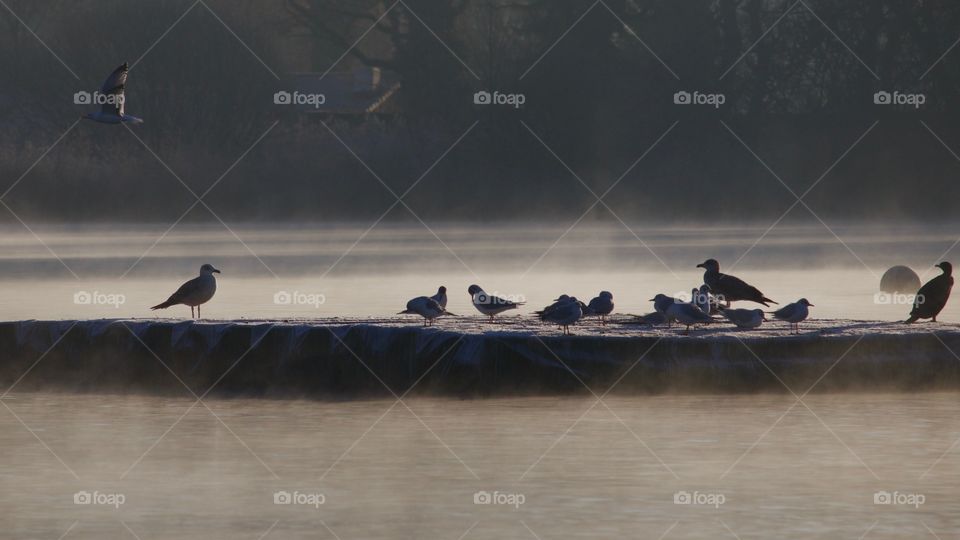 Wild birds on misty lake