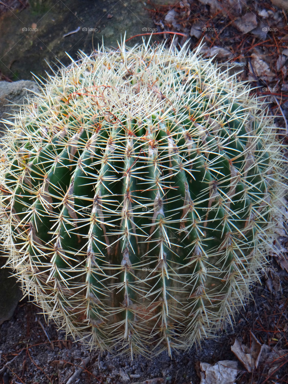 plant cactus ball spikes by kshapley