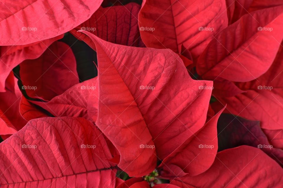 Poinsettia leaf view
