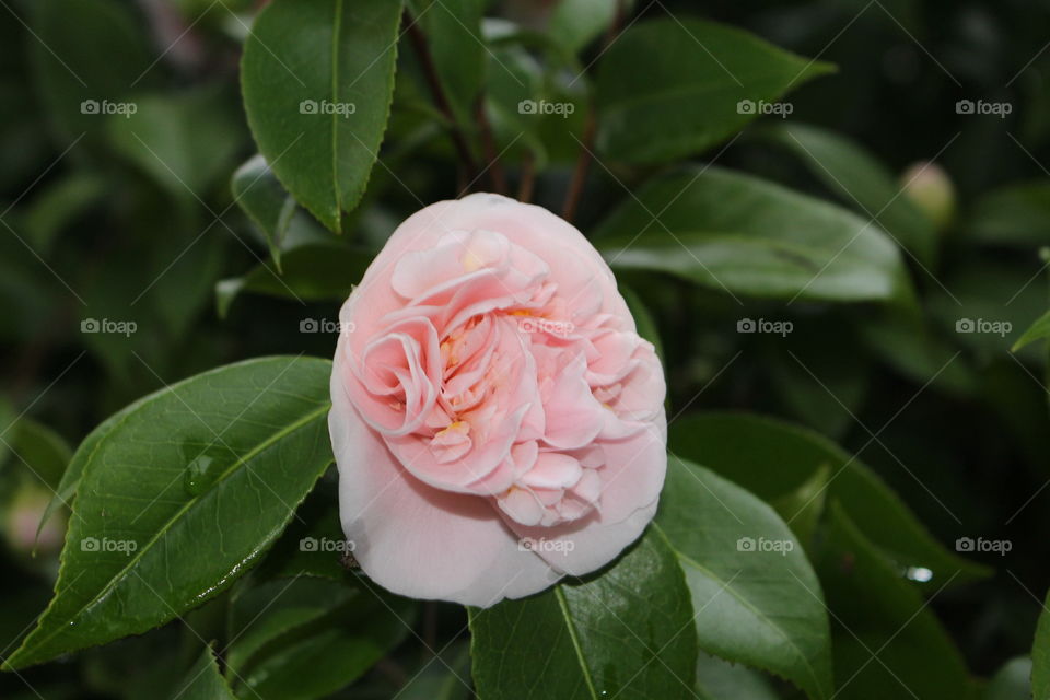 solo pink camellia