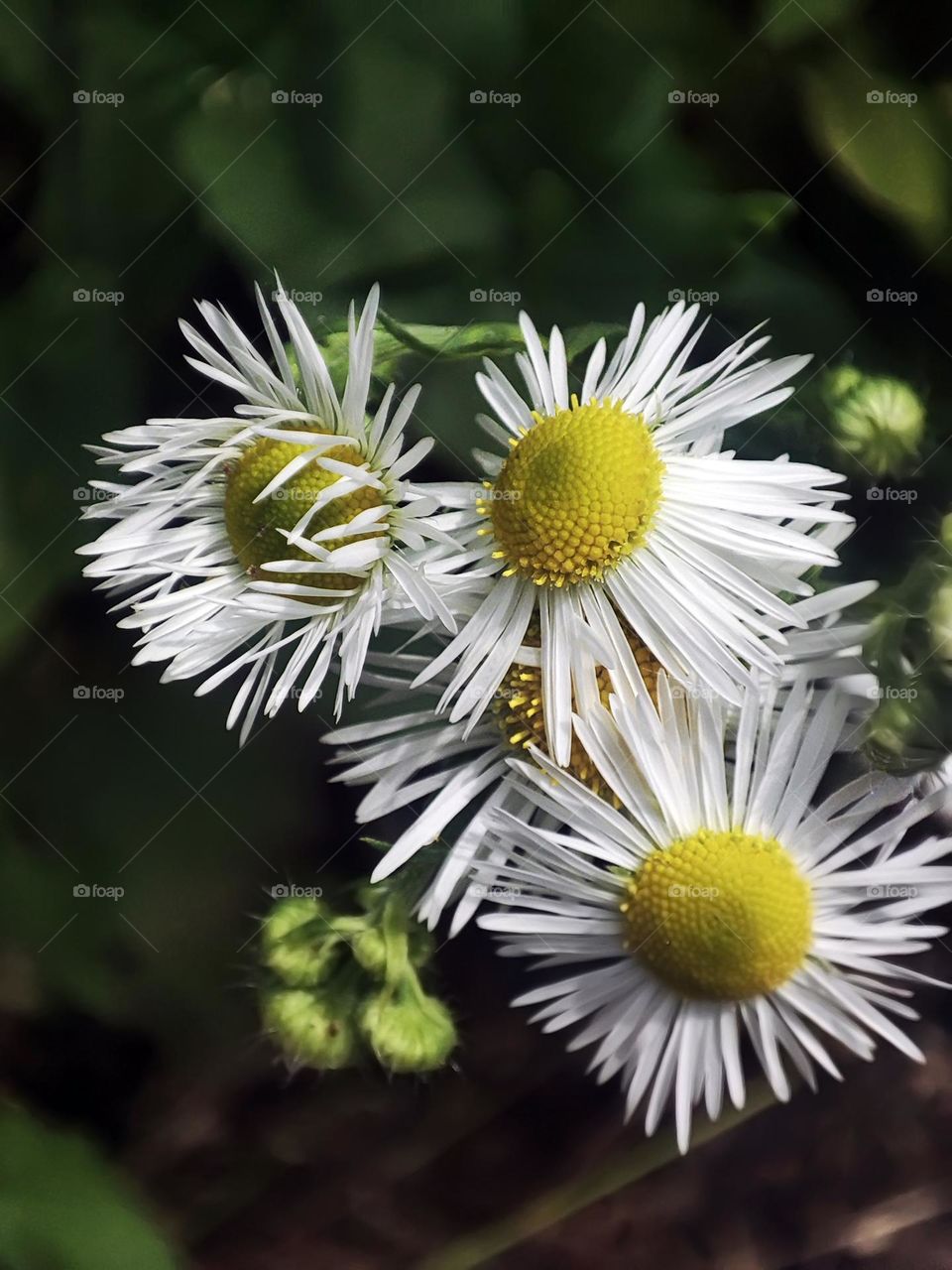 Macro photo of green grass growing in the garden