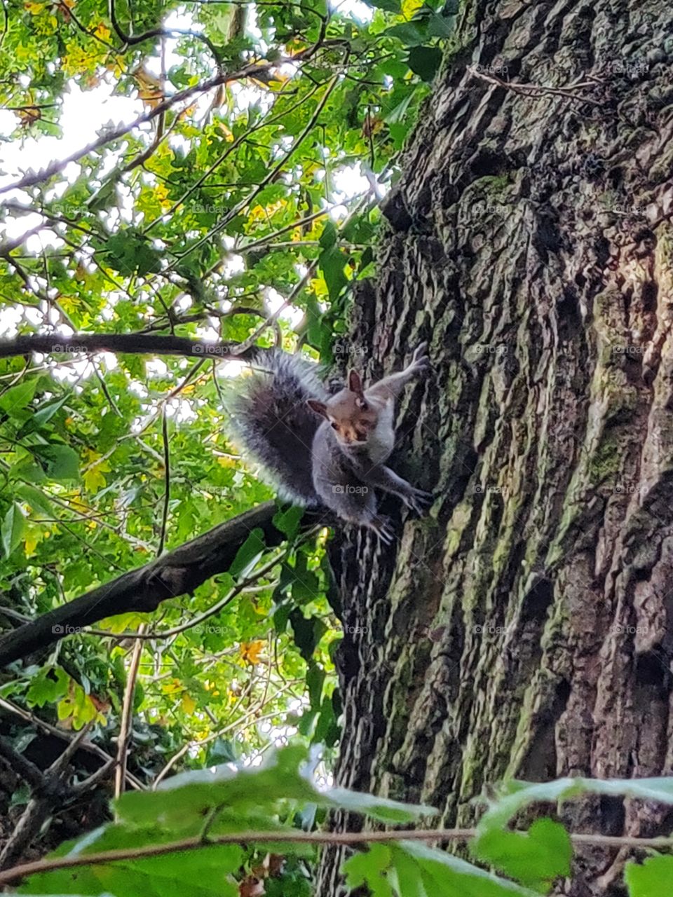 Squirrel running up a big tree