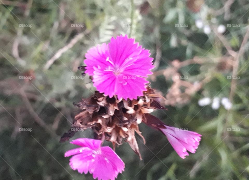 pink carnation in the meadow