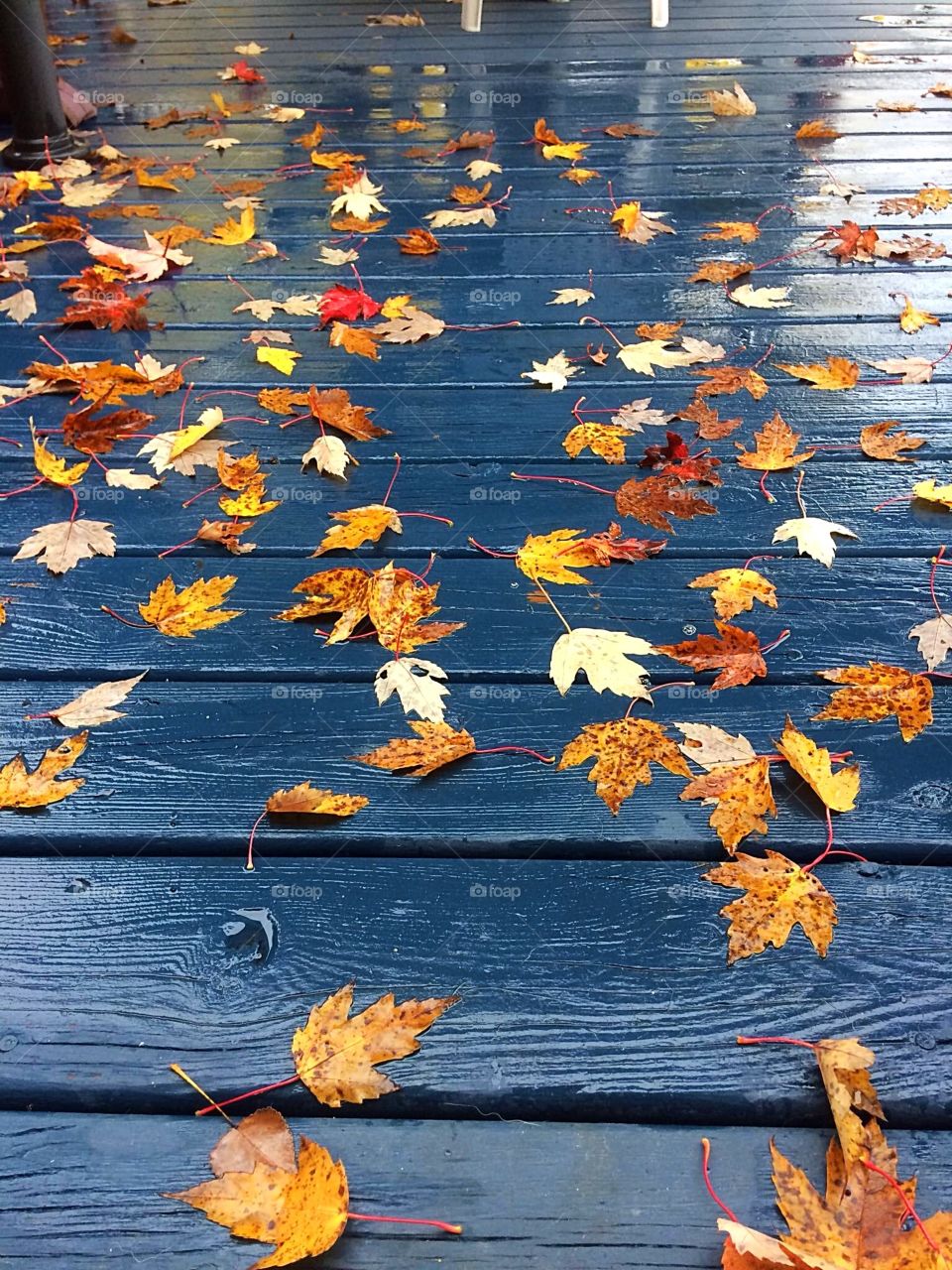 Yellow Autumn leaves 