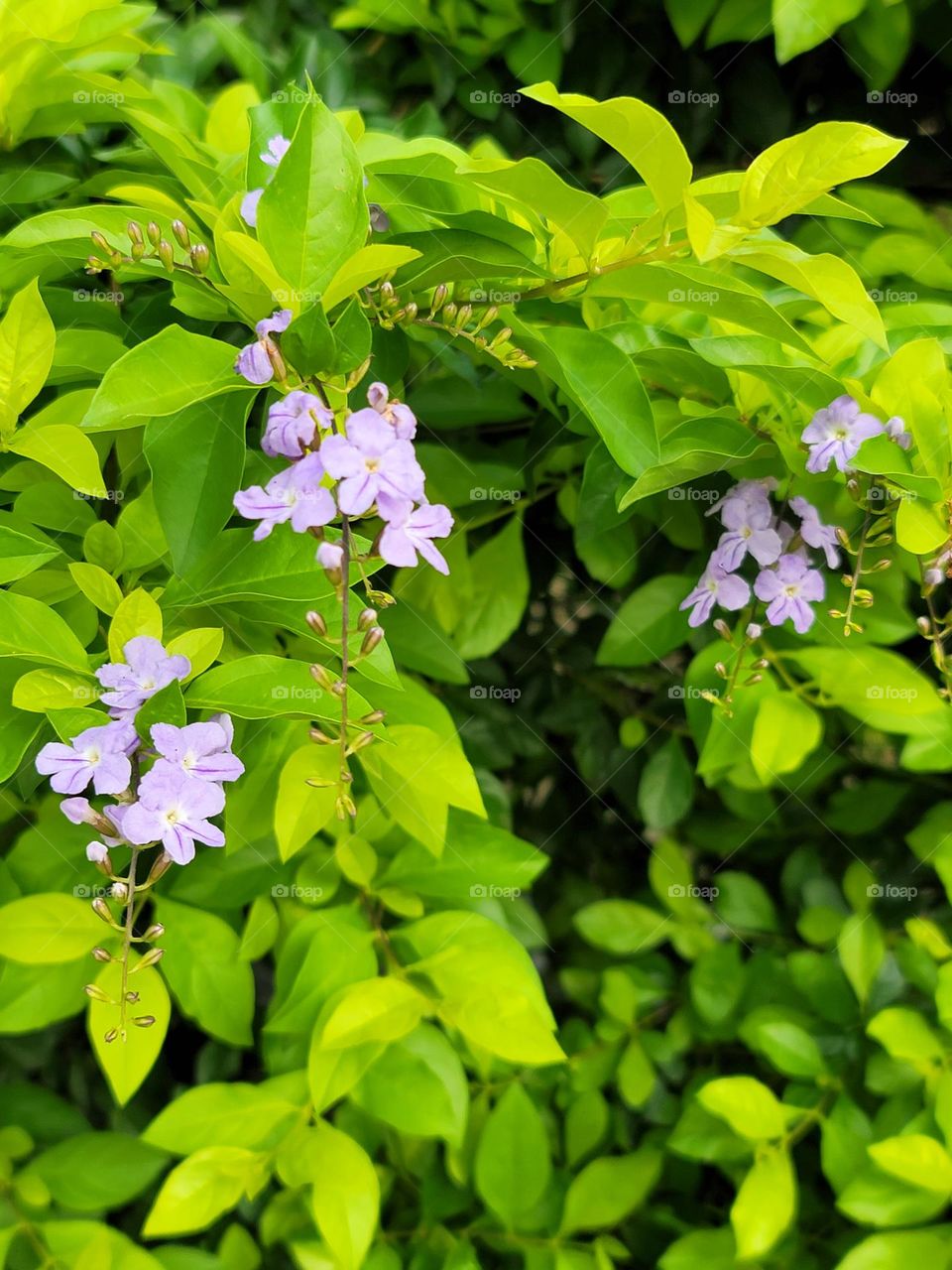 Golden Dewdrop blooms