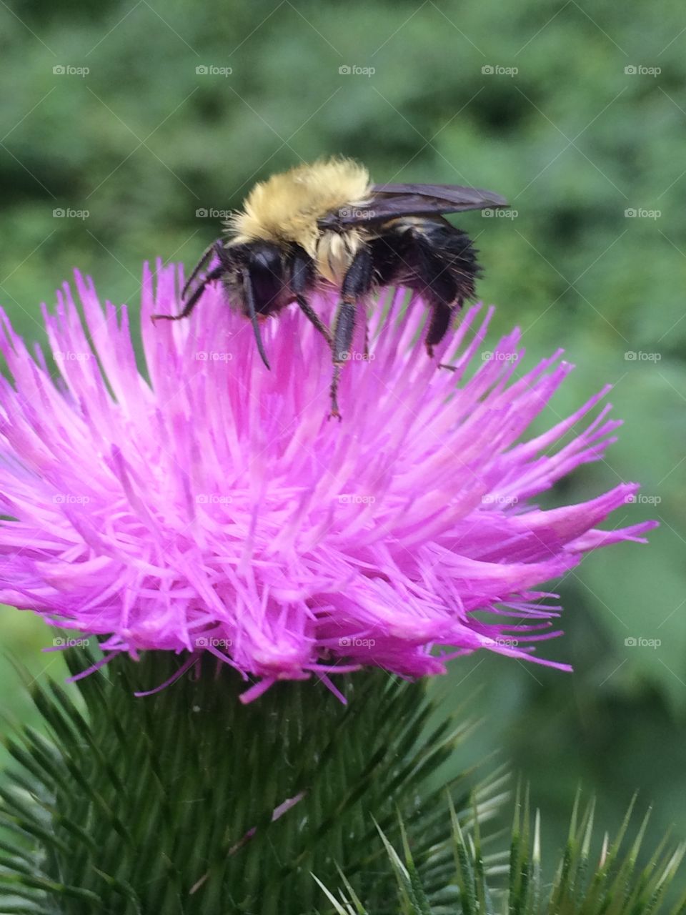 Wet bee