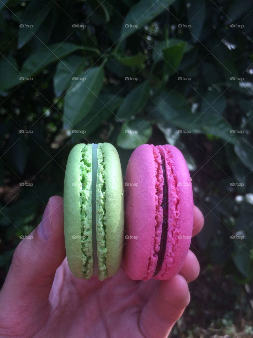 macaroons