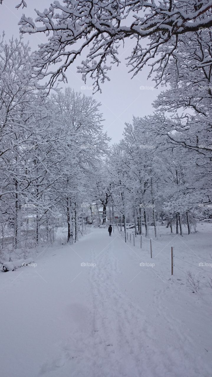Snowy Winter road 