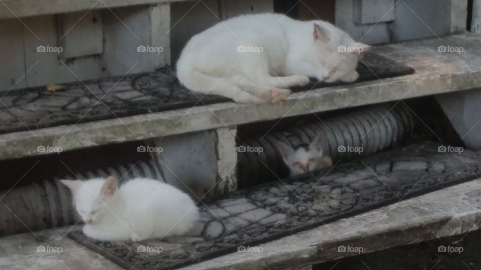 Do Not Disturb - Cats