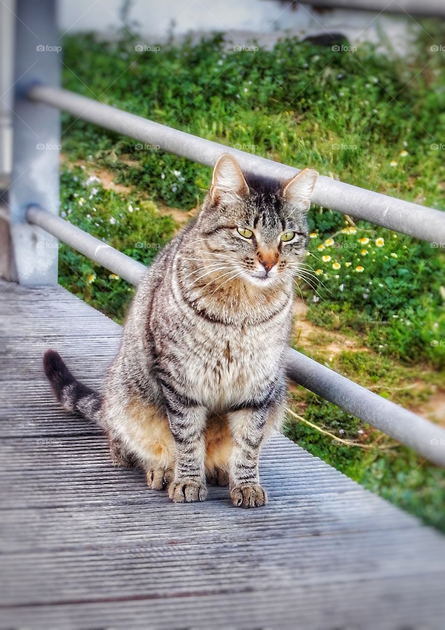 Cat Portugal