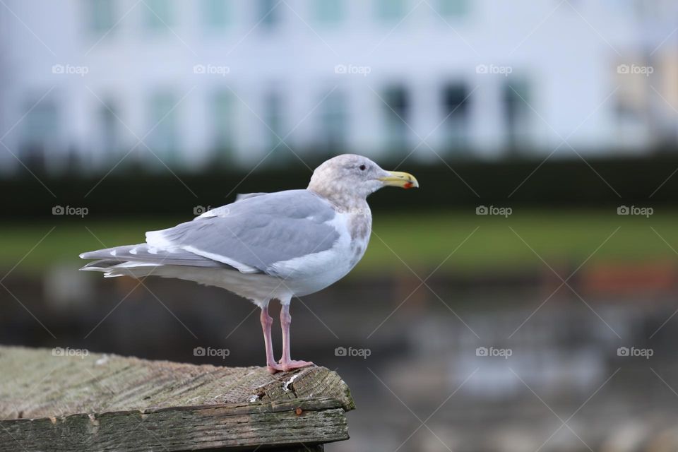 Seagull on a dock 