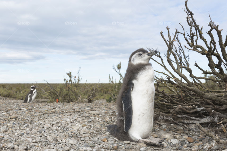 Pinguenera Faro Cabo Virgenes.