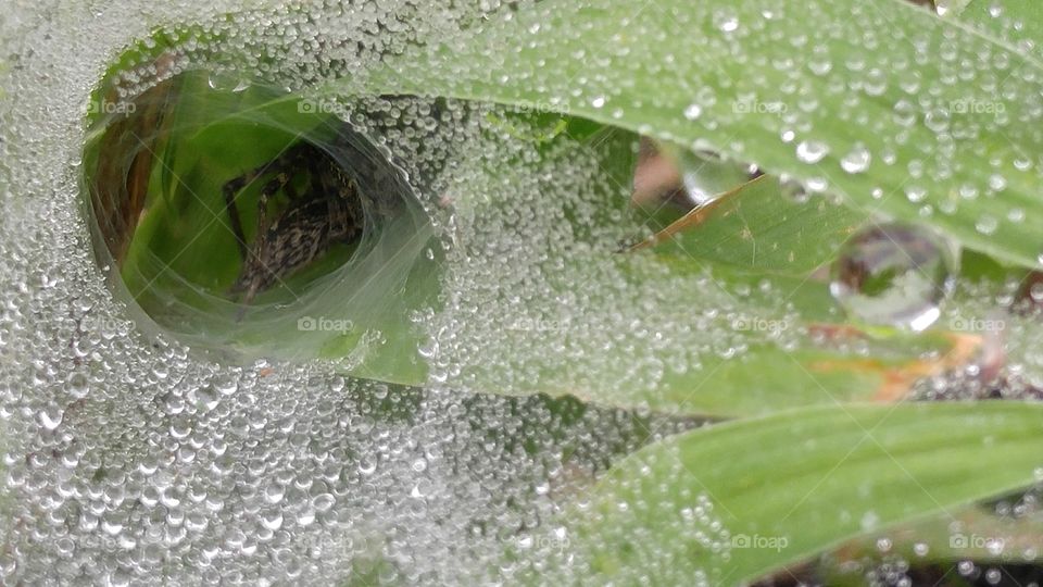 All Creatures Need Water