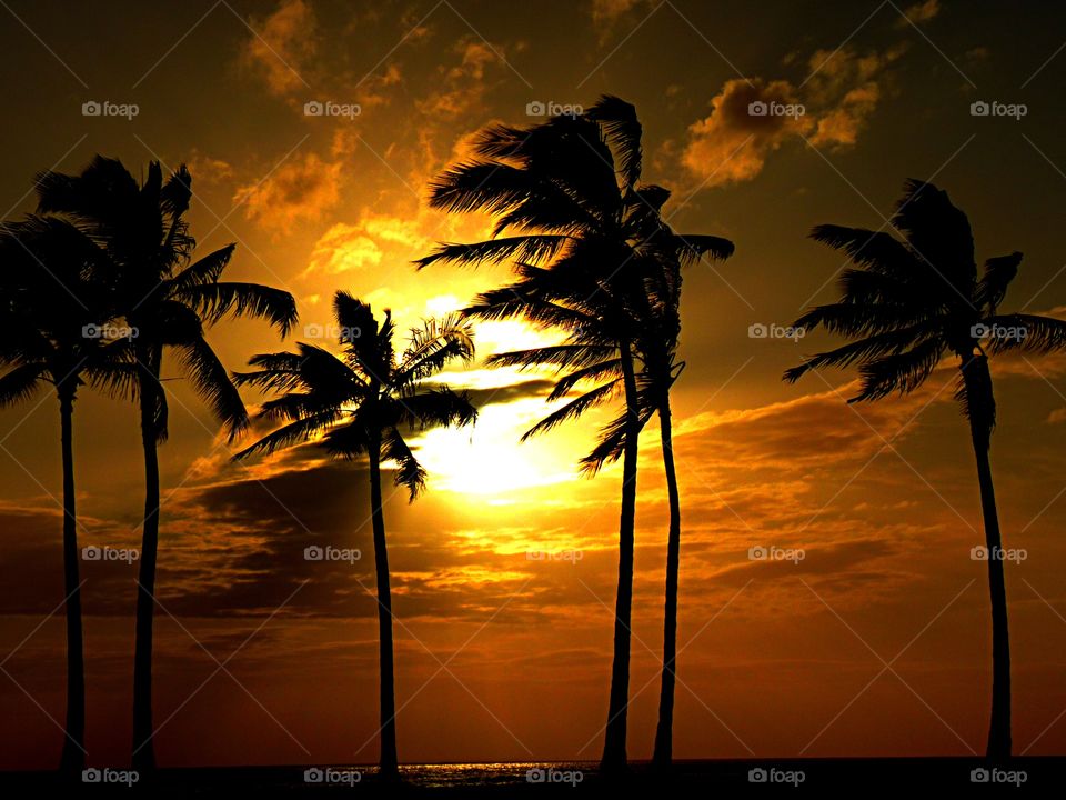 Sunset Palms in Hawaii