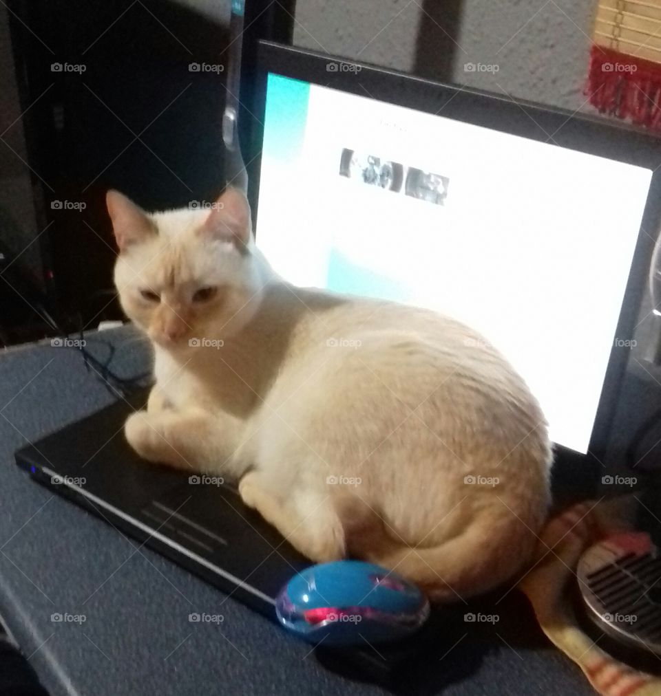 cat online