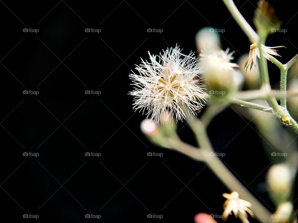 A ready to fly dried grass flower. This flower contains seeds that are ready to be spread by the wind. Beautiful isn't it?