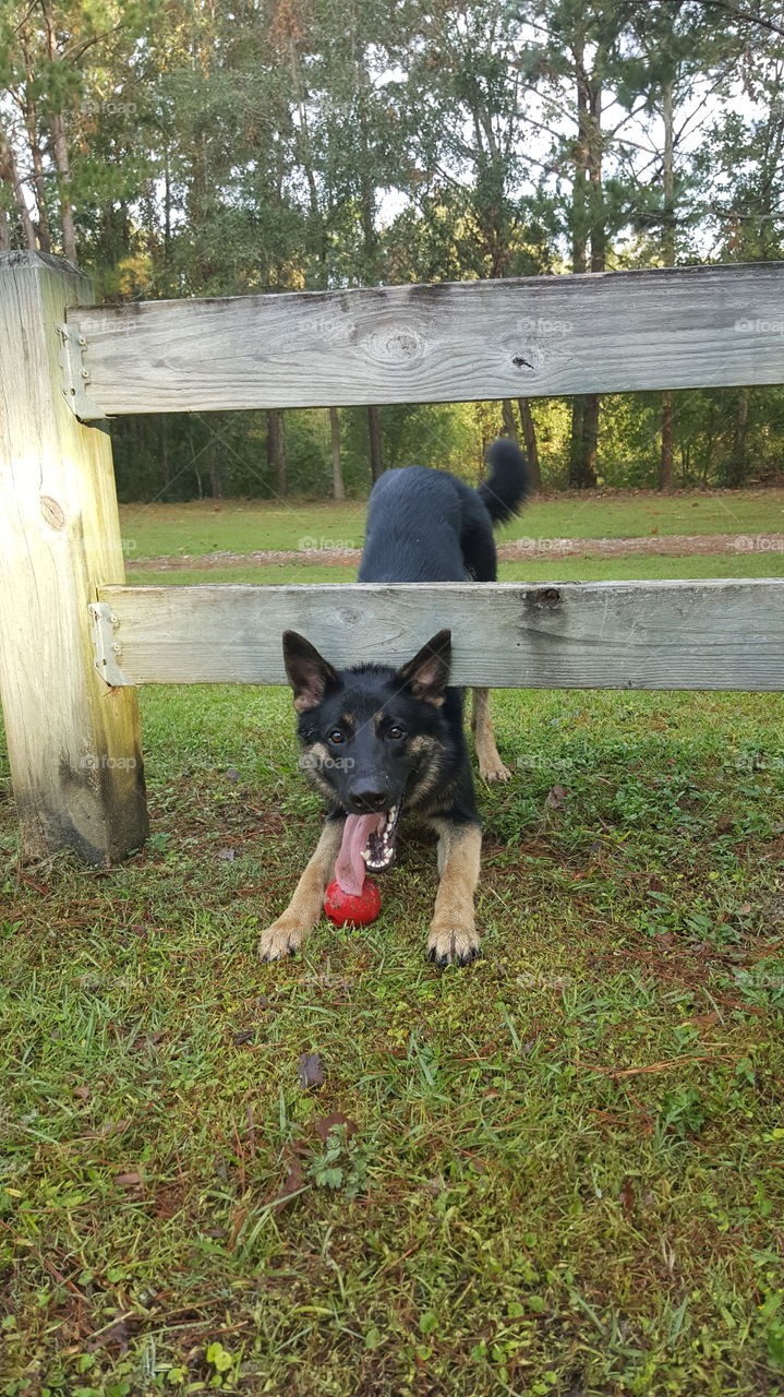 going under the fence