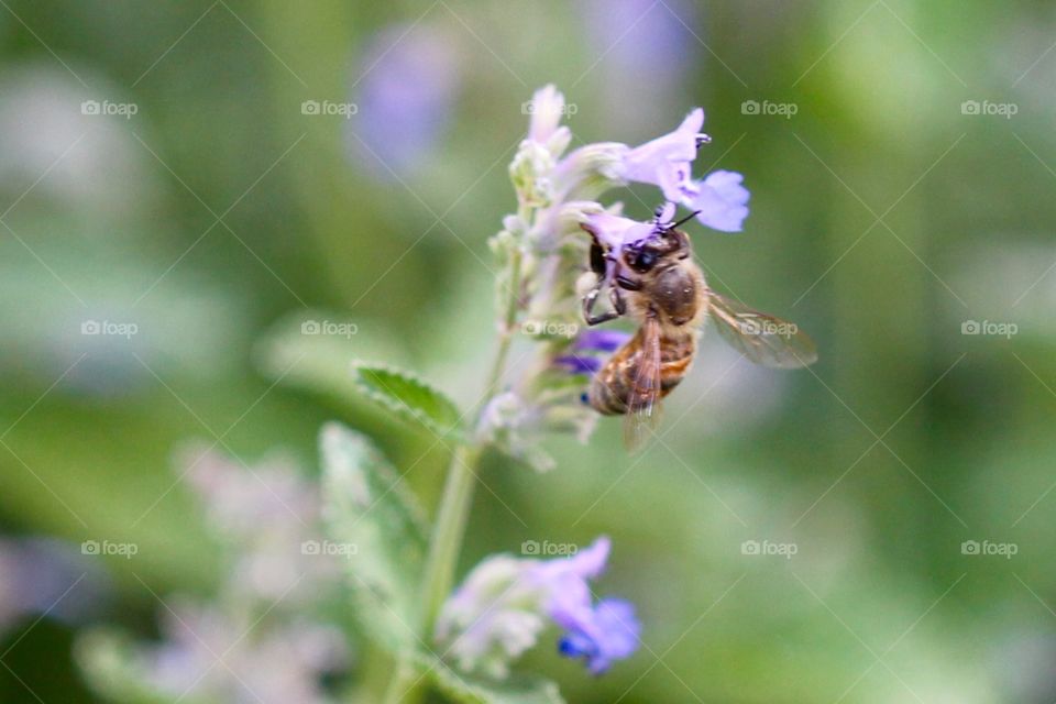 Bee on Purple Flowers 