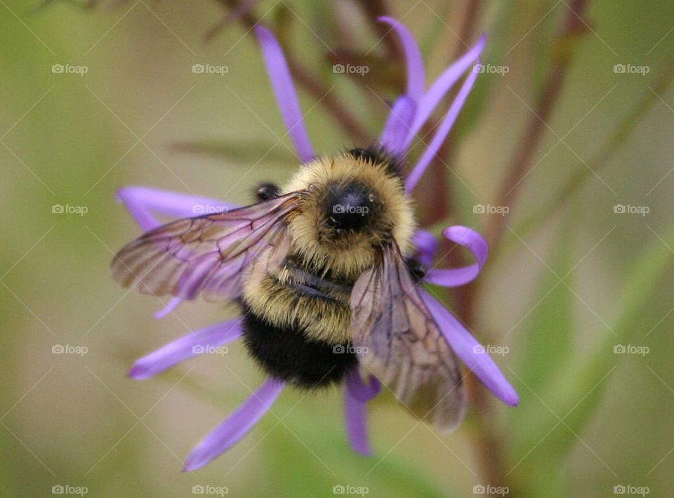 Bee on purple flower