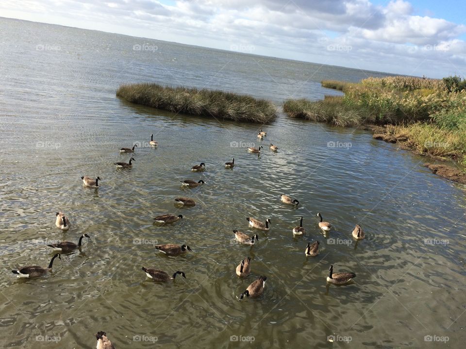 Beach Ducks