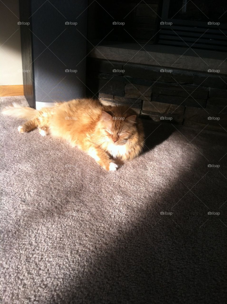 Kitty in the sun