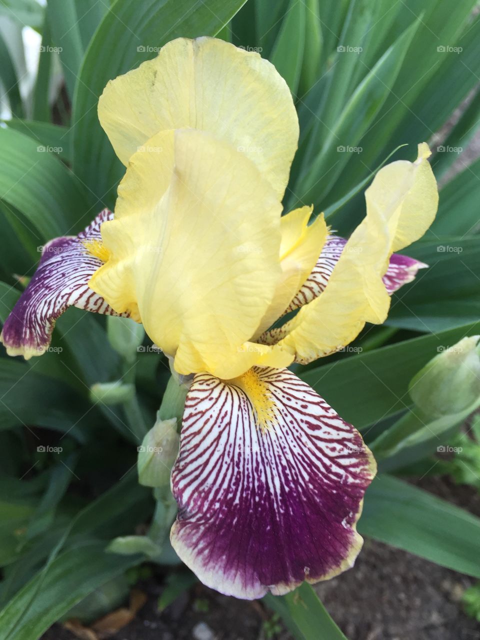 Iris 