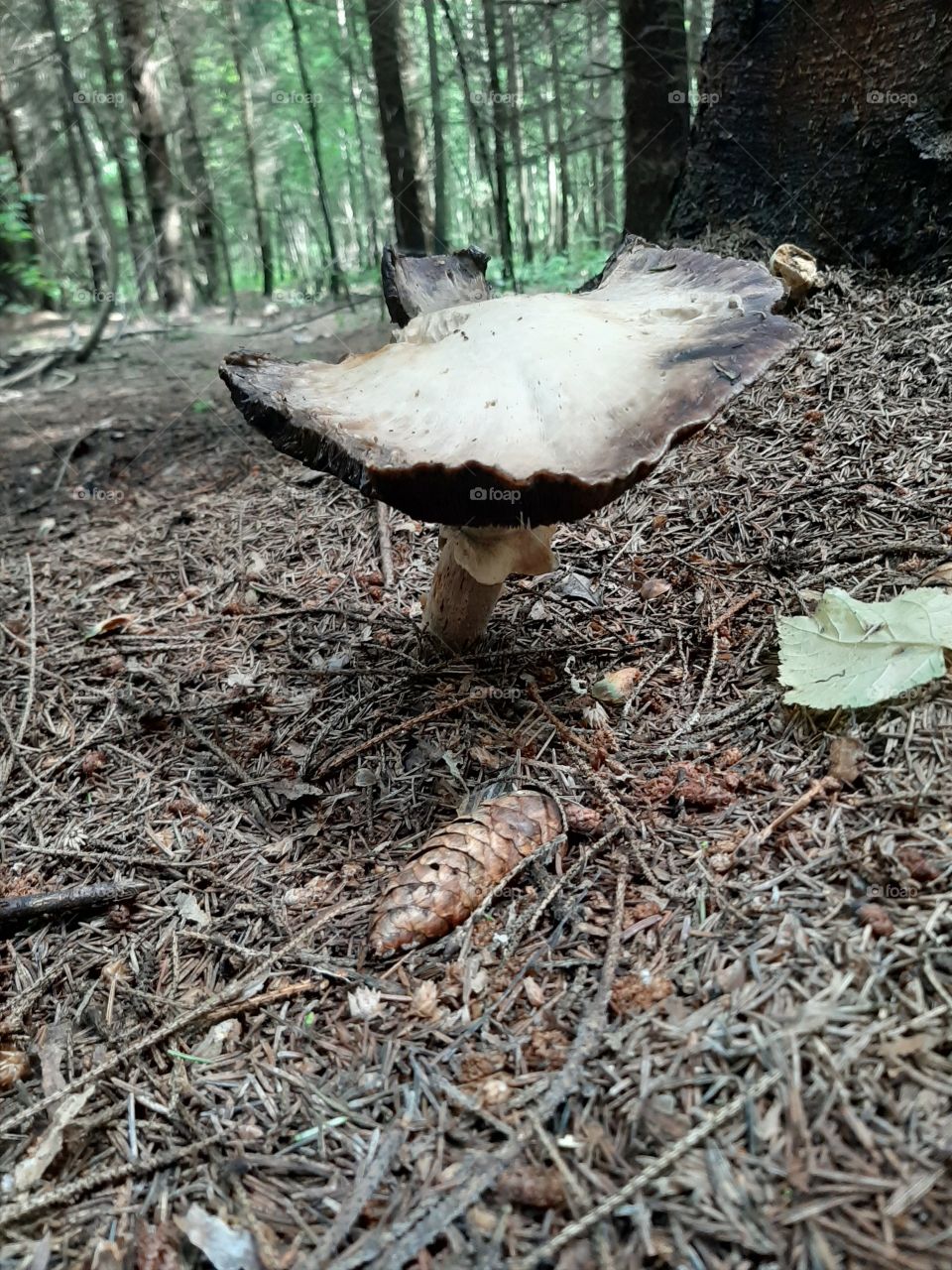 В  сосновом   лесу,   грибы   есть.