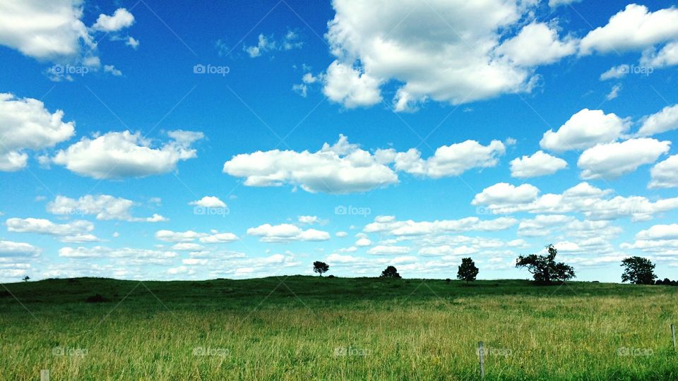 Trees on field 