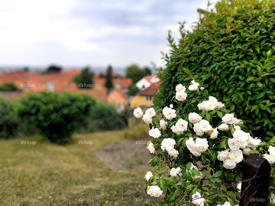 roses on Bornholm