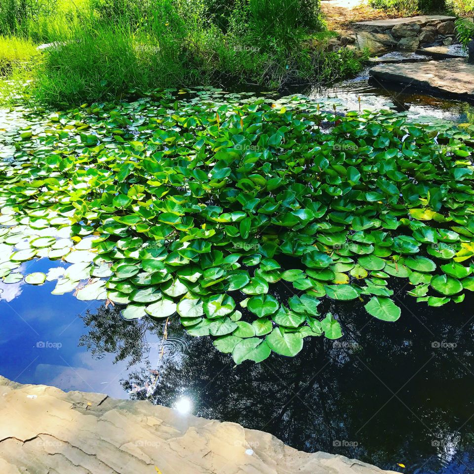 Water lily pond
