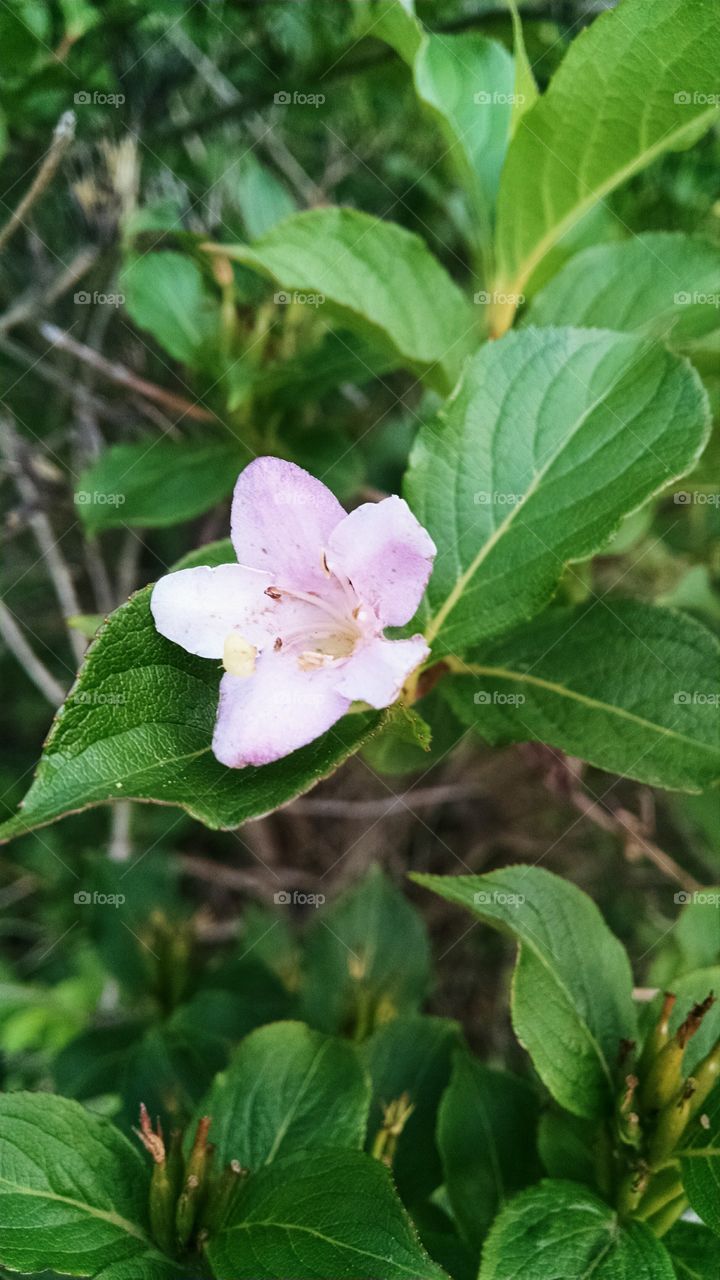 pink flower. just taking a walk