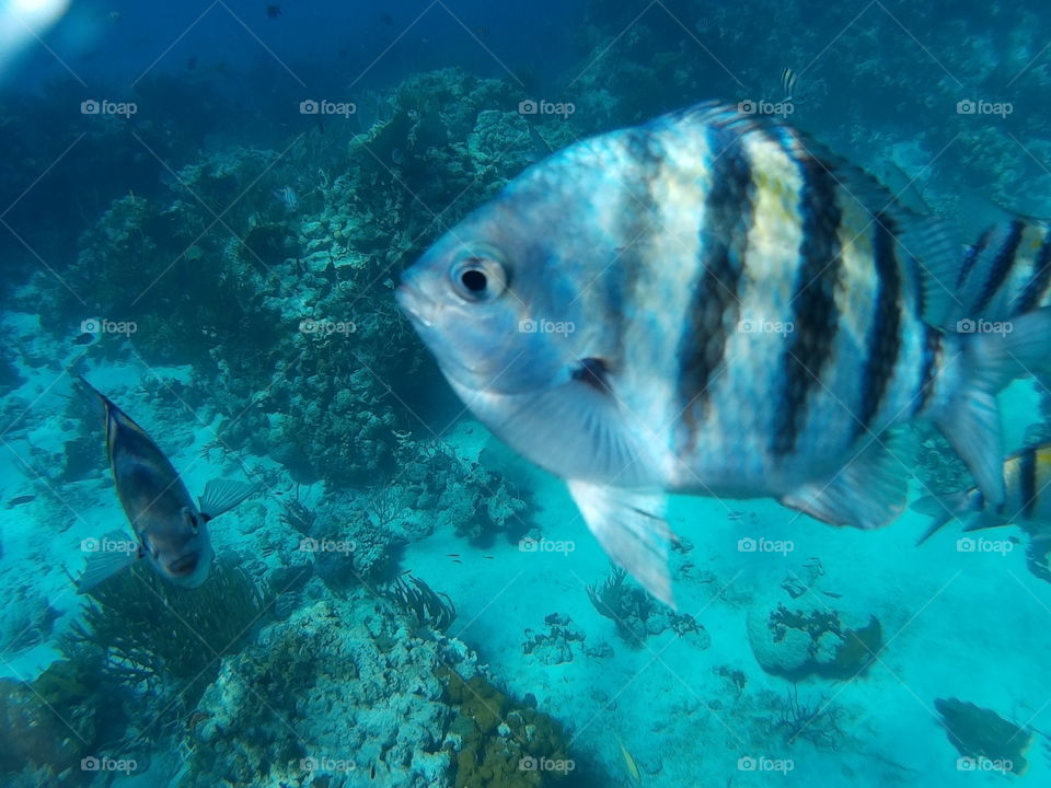 Sargent major fish. Bahamas
