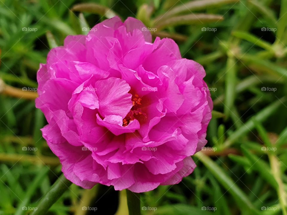 the Portulaca Grandiflora