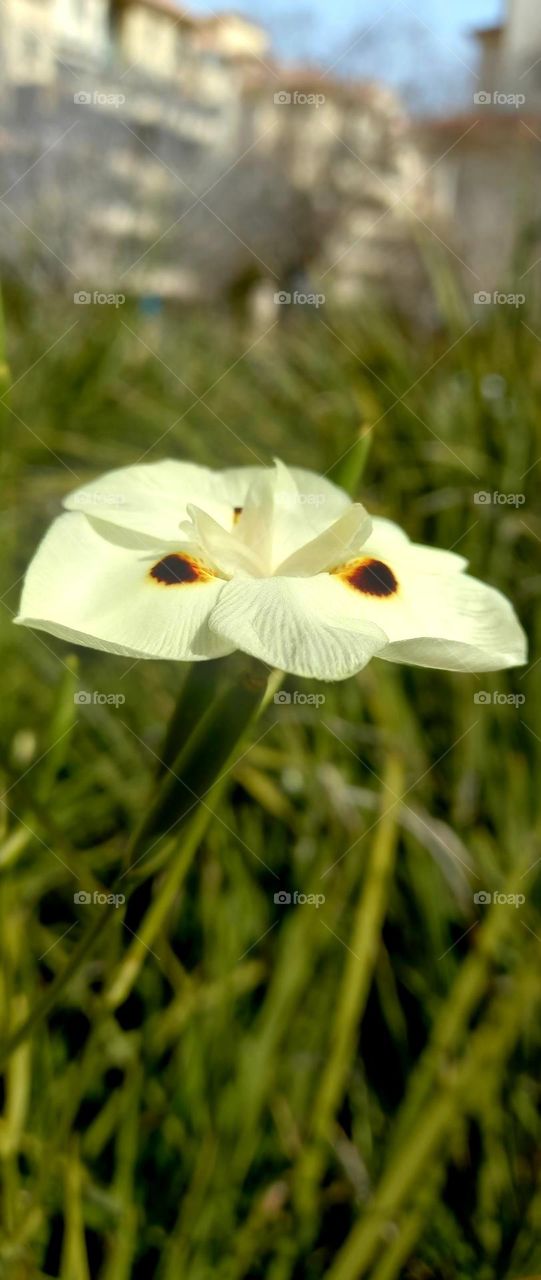 Dietes bicolor