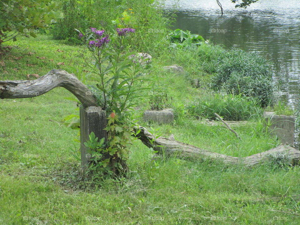 Odd, fallen tree branch