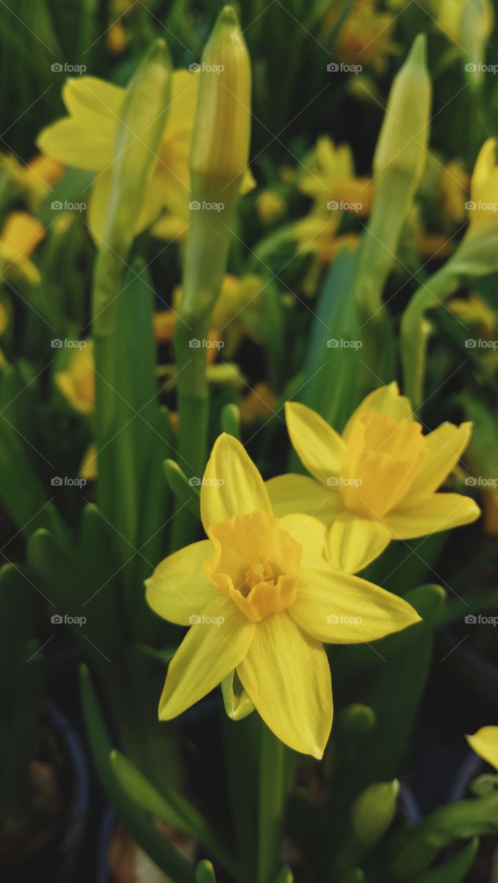 Daffodils