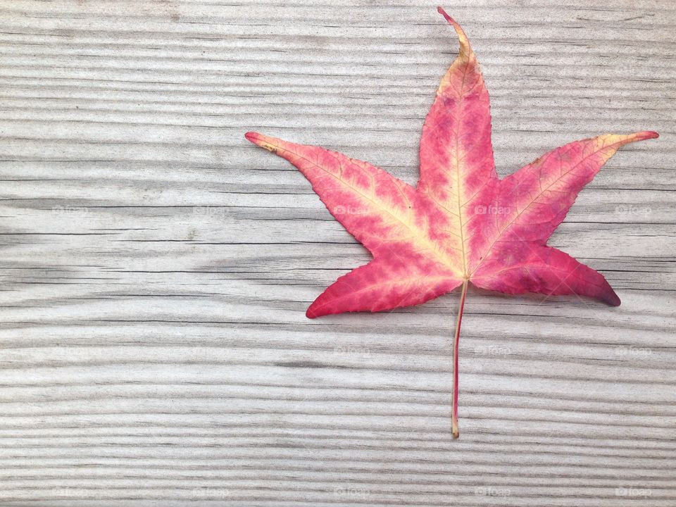 Red yellow leaf on wooden rustic wood background