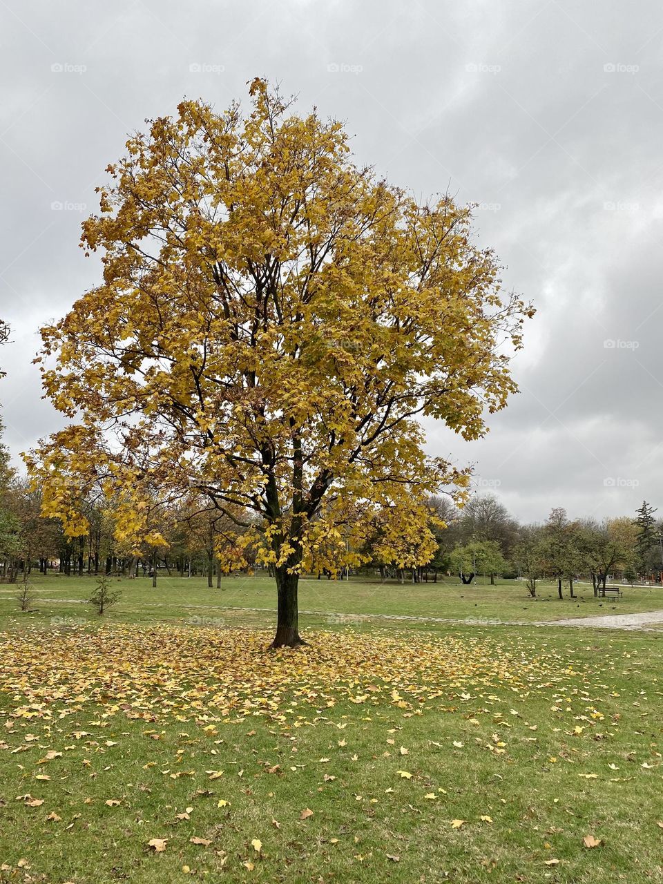 Beautiful view of tree