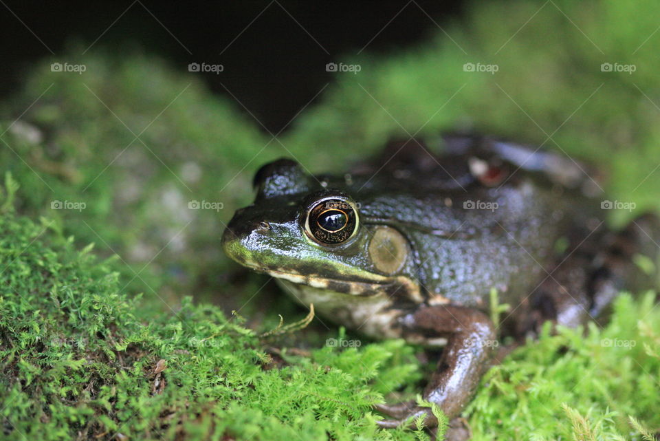 close up of a frog!