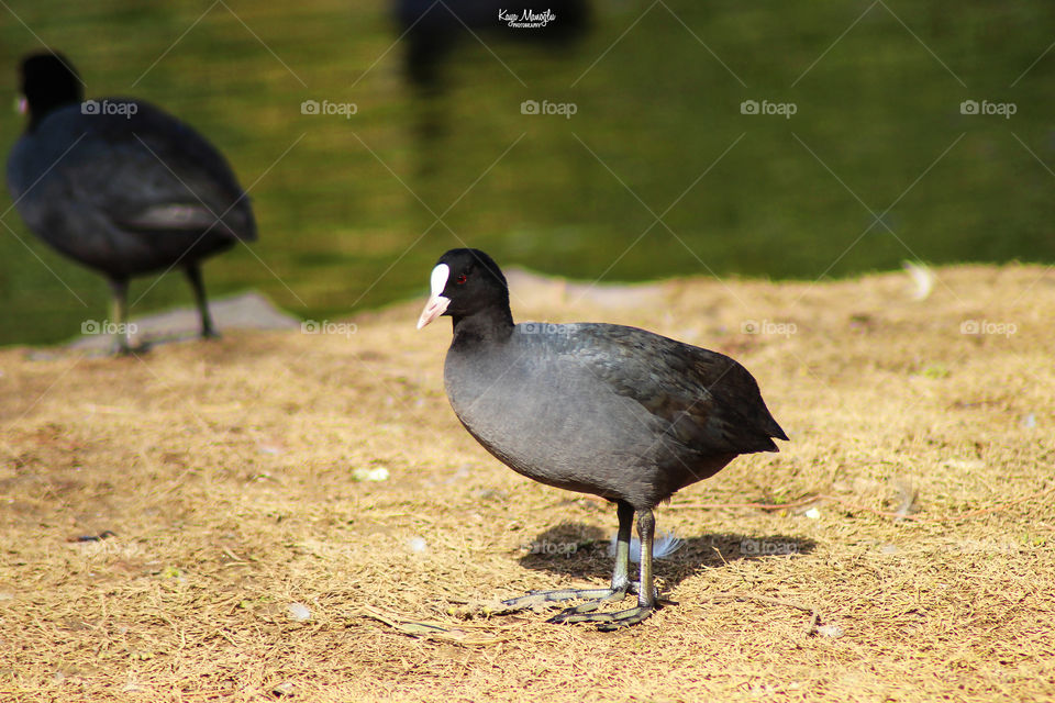 The Eurasian Coot