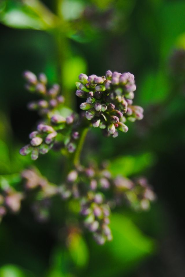 Lilac Blooms