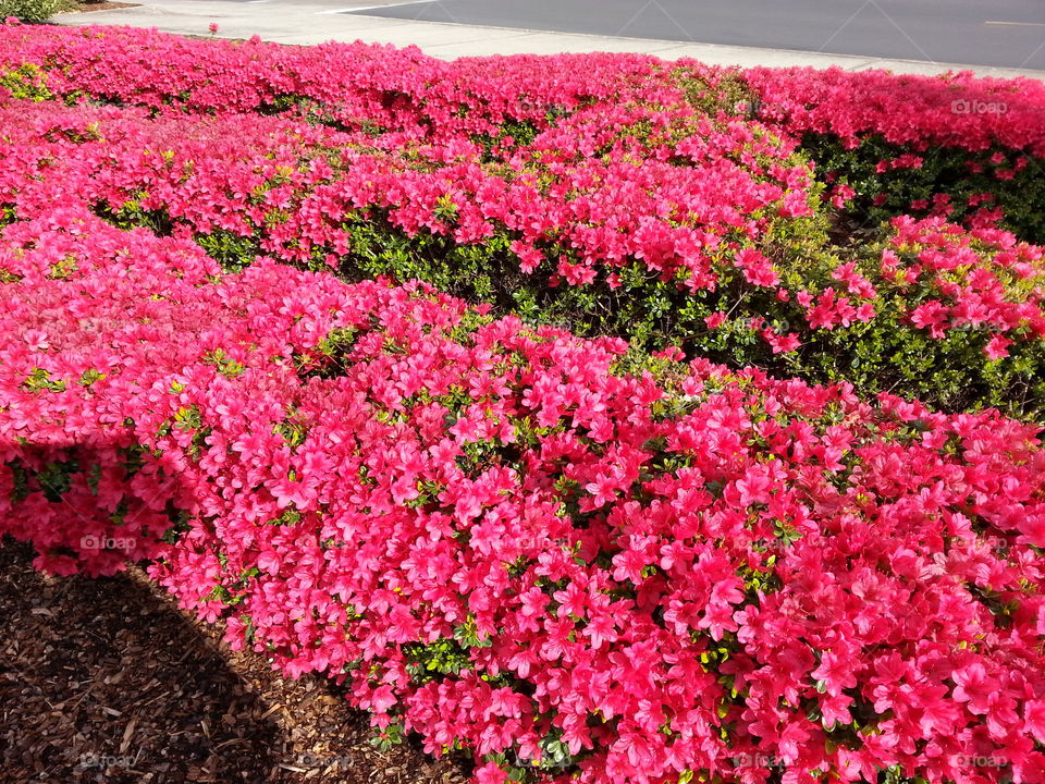 azalea. bush