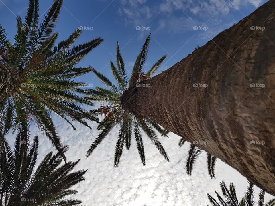 A palm tree