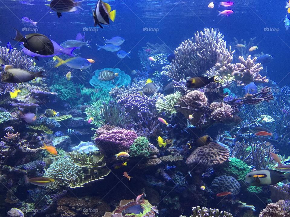 Underwater, Coral, Fish, Reef, Aquarium