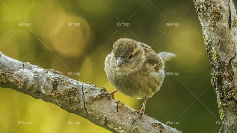 Bird, Wildlife, Nature, No Person, Outdoors