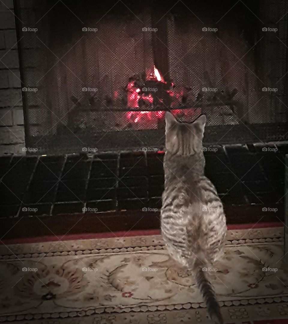 kitty mesmerized by fire